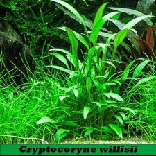 Cryptocoryne willisii