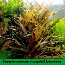 Cryptocorine wendtii brown