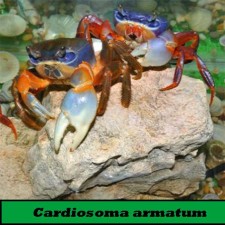 CARDIOSOMA ARMATUM