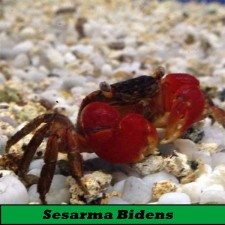 Cangrejo de agua dulce (sesarma bidens)