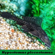 Hypostomus plecostomus