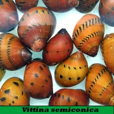 Vittina semiconica