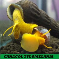 CARACOL TYLOMELANIA SP SURTIDO