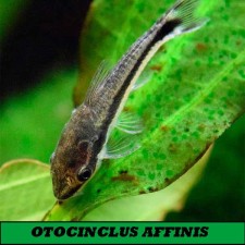 OTOCINCLUS AFFINIS