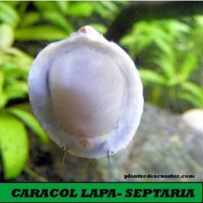 CARACOL LAPA TORTUGA