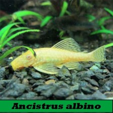 Ancistrus albino 4 cm