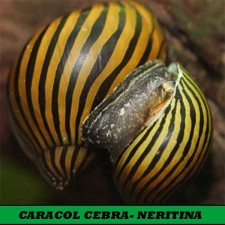 Caracol cebra (Neritina natalensis)