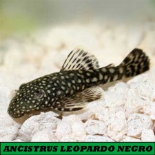 Ancistrus negro LEOPARDO  4 cm