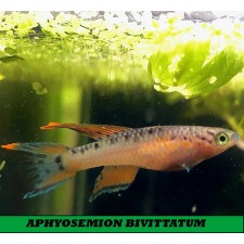 APHYOSEMION BIVITTATUM (pareja)