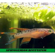 APHYOSEMION BIVITTATUM (pareja)