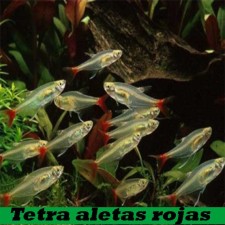 Tetra aletas rojas, Aphyocharax Anisitsi