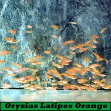 Oryzias latipes orange youkihi