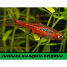 Rasbora mosquito brigitae