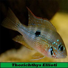 Thorychthys Ellioti