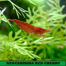 Neocaridina Red cherry