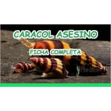 Anentome helena (Caracol asesino)