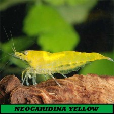 NEOCARIDINA AMARILLA