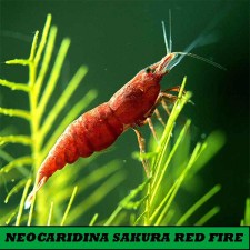 neocaridina heteropoda variedad "Sakura"