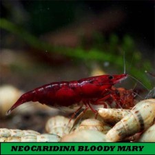 Neocaridina Bloody mary