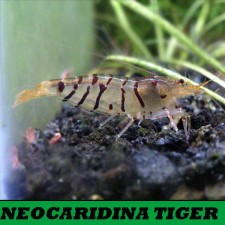 Gamba neocaridina  tigre