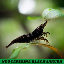 GAMBA NEGRO CEREZA SAKURA