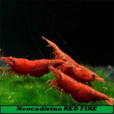 NEOCARIDINA SAKURA RED FIRE