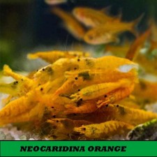 NEOCARIDINA ORANGE