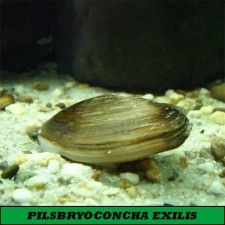 PILSBRYOCONCHA EXILIS ( Almeja agua dulce)