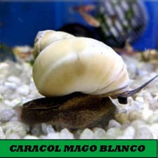 Filopaludina martensi blanco