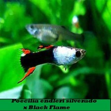 Guppy enlerd. Poecilia endleri silverado x Black Flame (pareja)