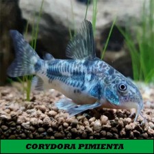 Corydora pimienta