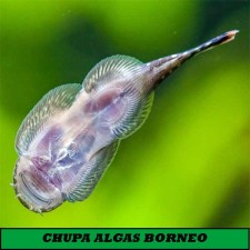 Chupa algas de borneo de agua fría