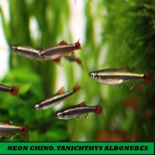 NEON CHINO. TANICHTHYS ALBONUBES