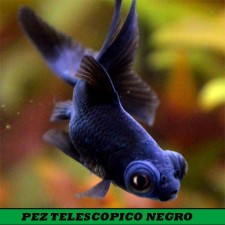 PEZ TELESCOPICO NEGRO