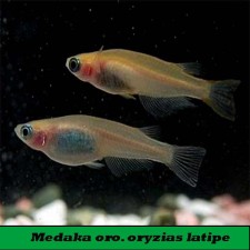 MEDAKA PLATA-ORO  ORYCIAS LATIPES