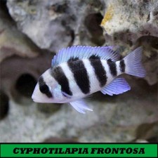 CYPHOTILAPIA FRONTOSA 5 cm