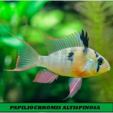 PAPILIOCHROMIS ALTISPINOSA