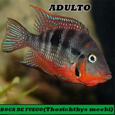 BOCA DE FUEGO (Thorichthys meeki)