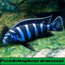 Pseudotropheus demasoni  4 cm