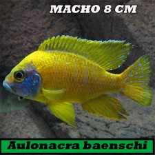 Aulonacra baenschi 8 cm MACHO