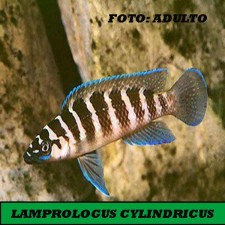 LAMPROLOGUS CYLINDRICUS