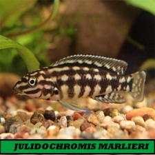 JULIDOCHROMIS MARLIERI 4-5 cm