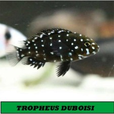 TROPHEUS DUBOISI 3CM.