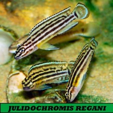 JULIDOCHROMIS REGANI