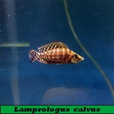 Lamprologus  calvus