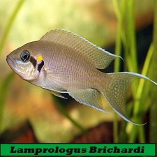 Lamprologus Brichardi