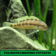 TELMATOCHROMIS VITTATUS 4 - 5 cm