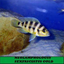 NEOLAMPROLOGUS SEXFASCIATUS GOLD.