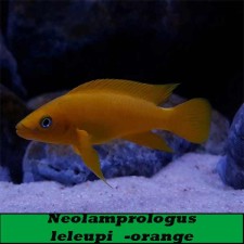 Neolamprologus leleupi leleupi orange