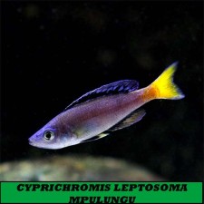 CYPRICHROMIS LEPTOSOMA MPULUNGU 4 CM
